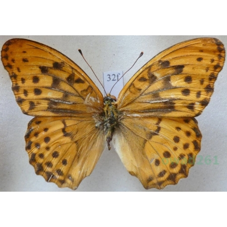Argynnis sagana paulina (Nordmann, 1851) Russia32f